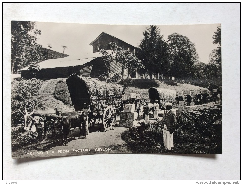 AK   CEYLON   CARTING TEA FROM FACTORY - Sri Lanka (Ceylon)