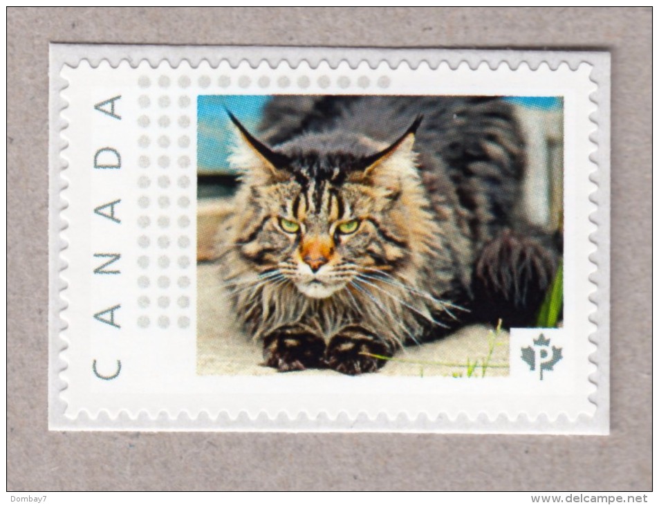 MAIN COON CAT Picture Postage MNH Stamp Canada 2016 [p16/03dc6/3] - Domestic Cats