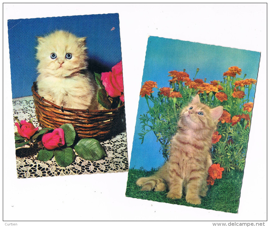 CHAT . CAT . Gato . 2 Cartes . Lot N°14 . 1963 . - Chats