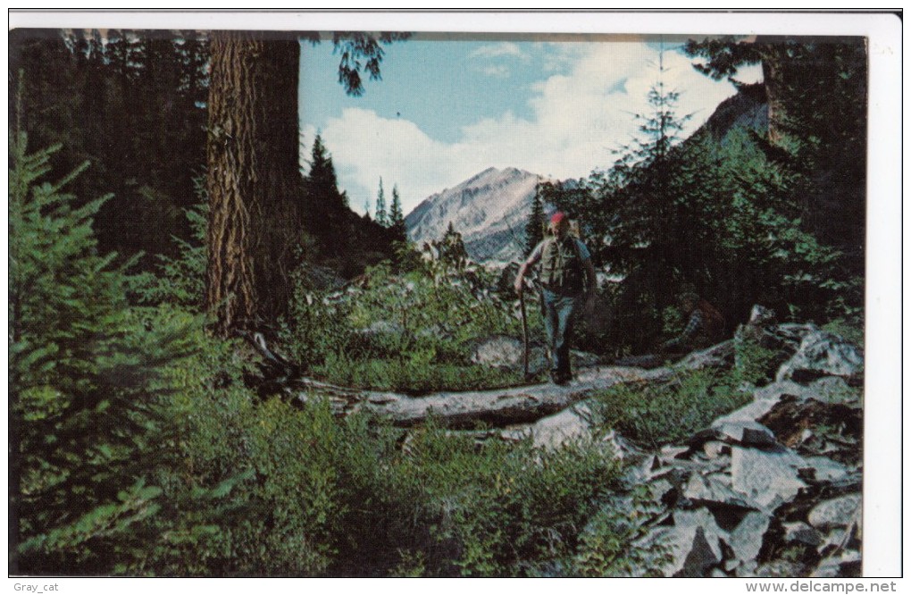 A Scout Leader, Scouts Ahead, In The Cascade Mountains, Washington, Unused Postcard [16963] - Scoutismo