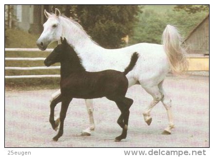 HORSES / PFERDE / CHEVAUX /    POSTCARD UNUSED     ( H  4265 ) - Pferde