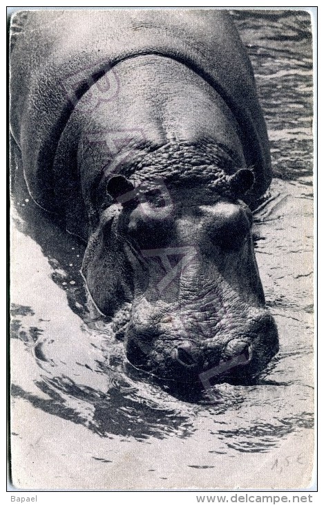 Paris (75) - Parc Zoologique Bois De Vincennes - Un Des Hippopotames - Hippopotamuses