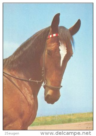 HORSES / PFERDE / CHEVAUX /    POSTCARD UNUSED     ( H  4295 ) - Pferde