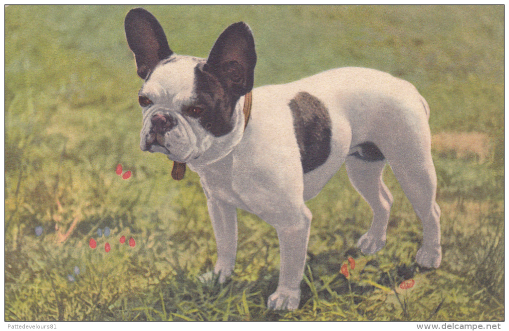 CPSM Chien Dog Bouledogue Français French Bulldog Französische Bulldogge (beau Plan) - Chiens