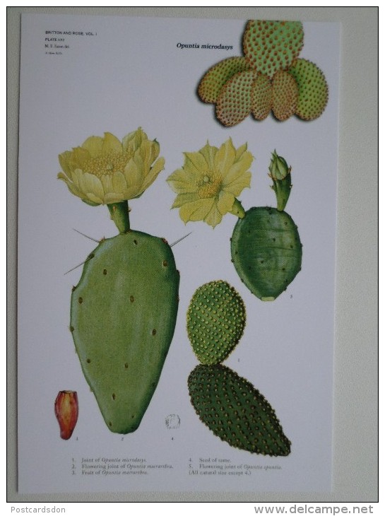 FLEURS / CACTUS . Modern Ukrainian Edition - 2014 -  Rare! - Cactus