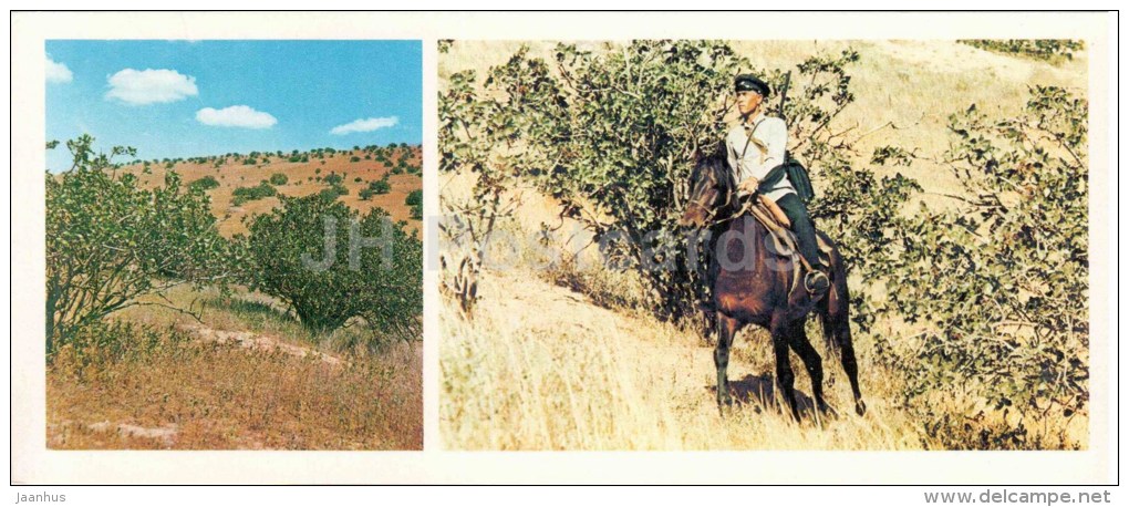 Pistachio Grove - Guard - Horse - Badhyz State Nature Reserve - 1981 - Turkmenistan USSR - Unused - Turkménistan