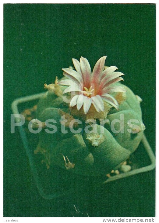 Peyote - Lophophora Williamsii - Cactus - Flowers - 1984 - Russia USSR - Unused - Cactusses