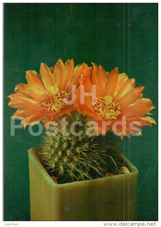 Parodia Faustiana - Cactus - Flowers - 1984 - Russia USSR - Unused - Cactusses