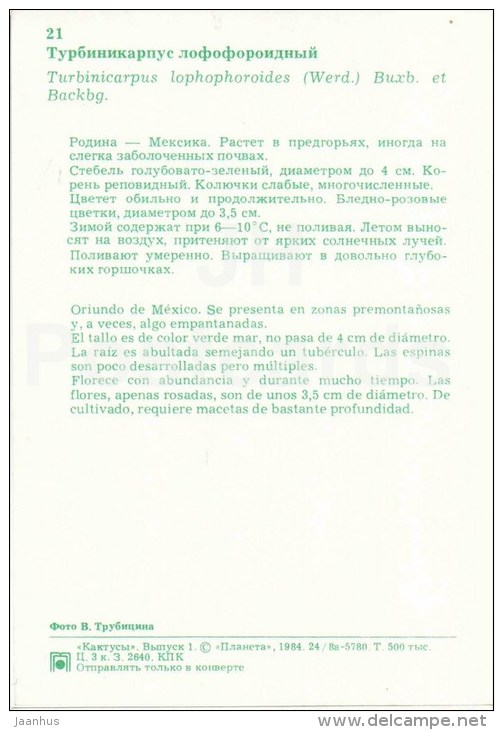 Turbinicarpus Lophophoroides - Cactus - Flowers - 1984 - Russia USSR - Unused - Sukkulenten