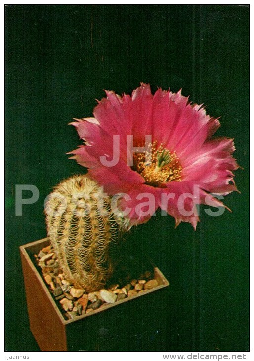 Echinocereus Purpureus - Cactus - Flowers - 1984 - Russia USSR - Unused - Sukkulenten