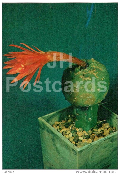 Submatucana Madisoniorum - Cactus - Flowers - 1984 - Russia USSR - Unused - Cactusses