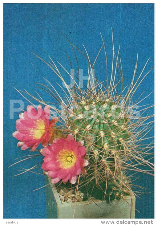 Lobivia Raphidacantha - Cactus - Flowers - 1984 - Russia USSR - Unused - Cactusses