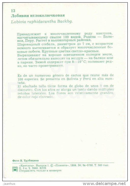 Lobivia Raphidacantha - Cactus - Flowers - 1984 - Russia USSR - Unused - Sukkulenten