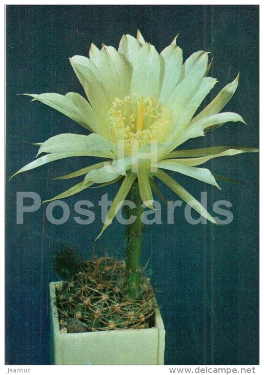 Pseudolobivia Orazasana - Cactus - Flowers - 1984 - Russia USSR - Unused - Cactusses