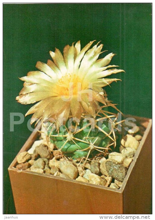 Coryphantha Sulcolanata - Cactus - Flowers - 1984 - Russia USSR - Unused - Sukkulenten