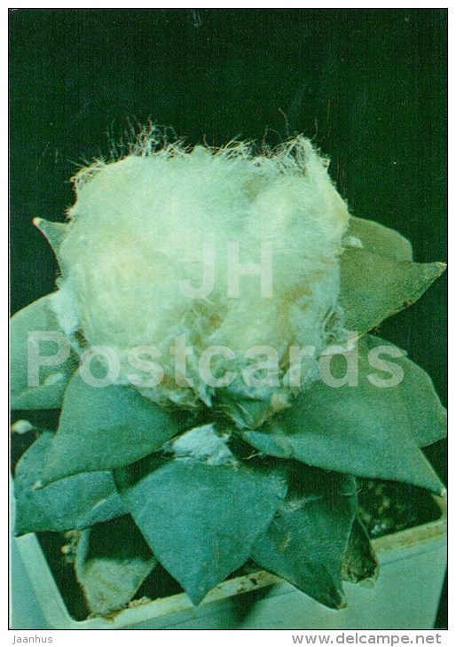 Ariocarpus Furfuraceus - Cactus - Flowers - 1984 - Russia USSR - Unused - Sukkulenten