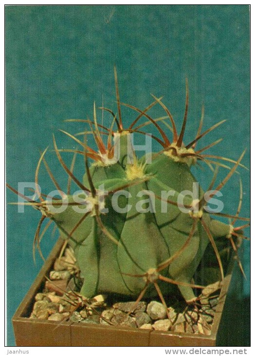 Ferocactus Histrix - Cactus - Flowers - 1984 - Russia USSR - Unused - Cactusses