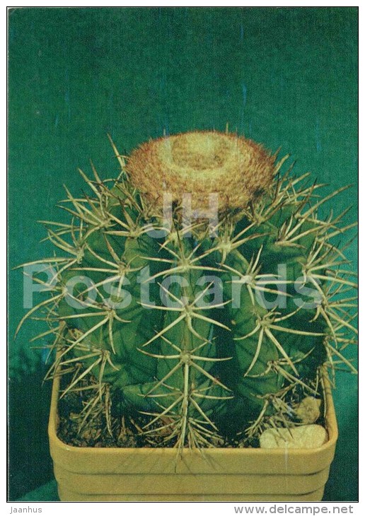 Melocactus Bahiensis - Cactus - Flowers - 1984 - Russia USSR - Unused - Sukkulenten