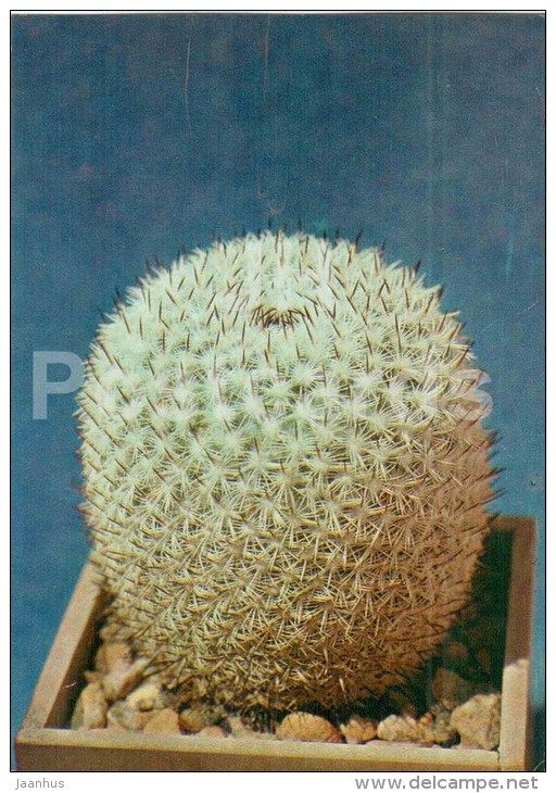 Mammillaria Pseudoperbella - Cactus - Flowers - 1984 - Russia USSR - Unused - Cactusses