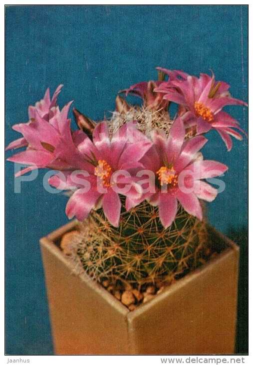 Parodia Cintiensis - Cactus - Flowers - 1984 - Russia USSR - Unused - Cactusses
