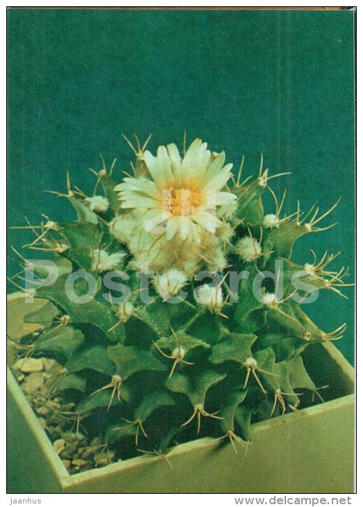 Obregonia Denegrii - Cactus - Flowers - 1984 - Russia USSR - Unused - Cactussen