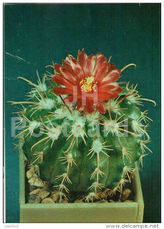 Mammillaria Swinglei - Cactus - Flowers - 1984 - Russia USSR - Unused - Cactussen