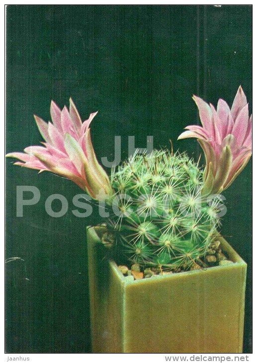 Mammillaria Boolii - Cactus - Flowers - 1984 - Russia USSR - Unused - Cactus