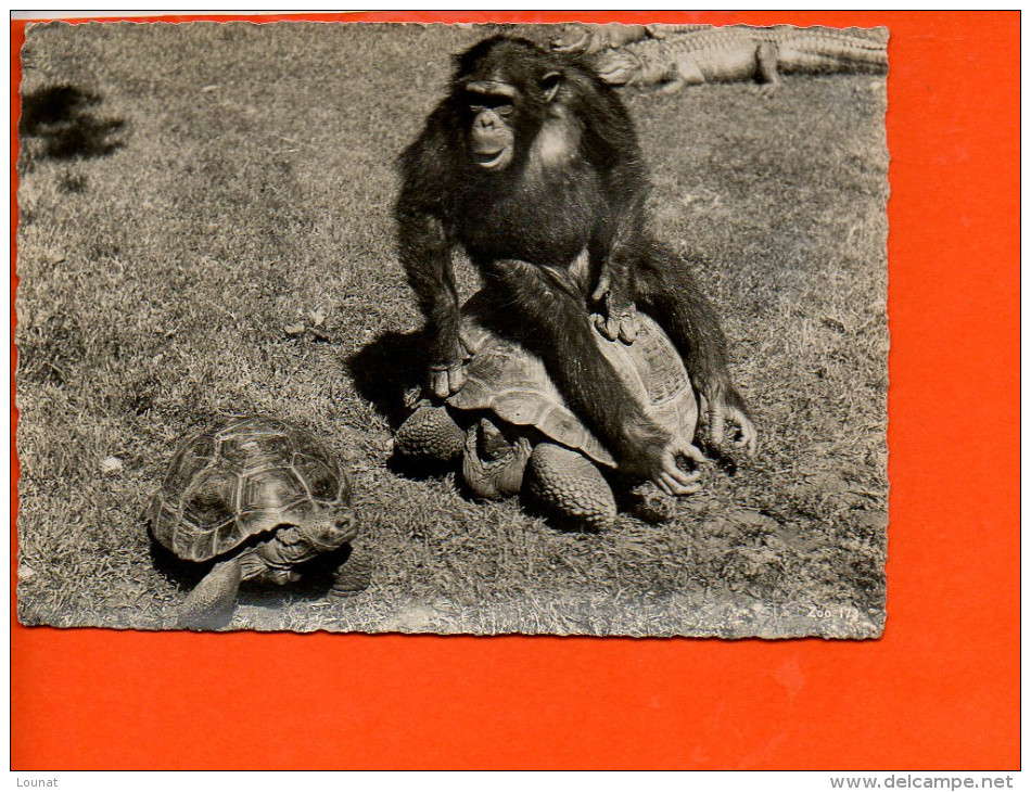 ZOOLOGISCHER GARTEN ZURICH - Schimpanse Und Riesenschildkrote (singes, Tortues) (non écrite) (faune, Animaux) - Singes