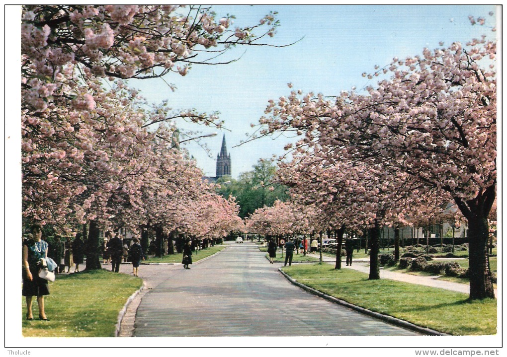 Watermael-Boitsfort-Watermaal-Bosvoorde-Le Logis-Cerisiers En Fleurs-Bloeiende Kersebomen-animée-Eglise En Arrière Plan - Watermael-Boitsfort - Watermaal-Bosvoorde