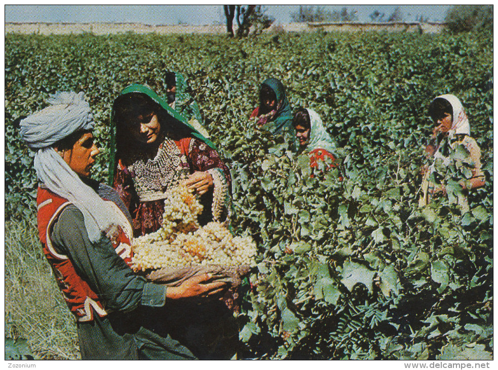 Afghanistan, Grape Picking In Kohdaman, Vicinity Of Kabul Vintage Old Photo Postcard - Afganistán