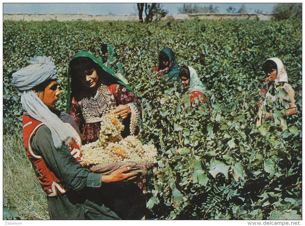 Afghanistan, Grape Picking In Kohdaman, Vicinity Of Kabul Vintage Old Photo Postcard - Afghanistan