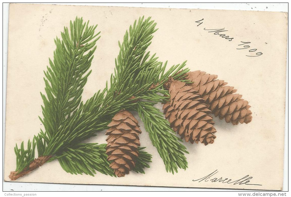 Cp , Arbre , Pommes De Pin , Union Postale Universelle  , Voyagée 1909 , Ed : Rommel N° 543 , 1905 - Árboles