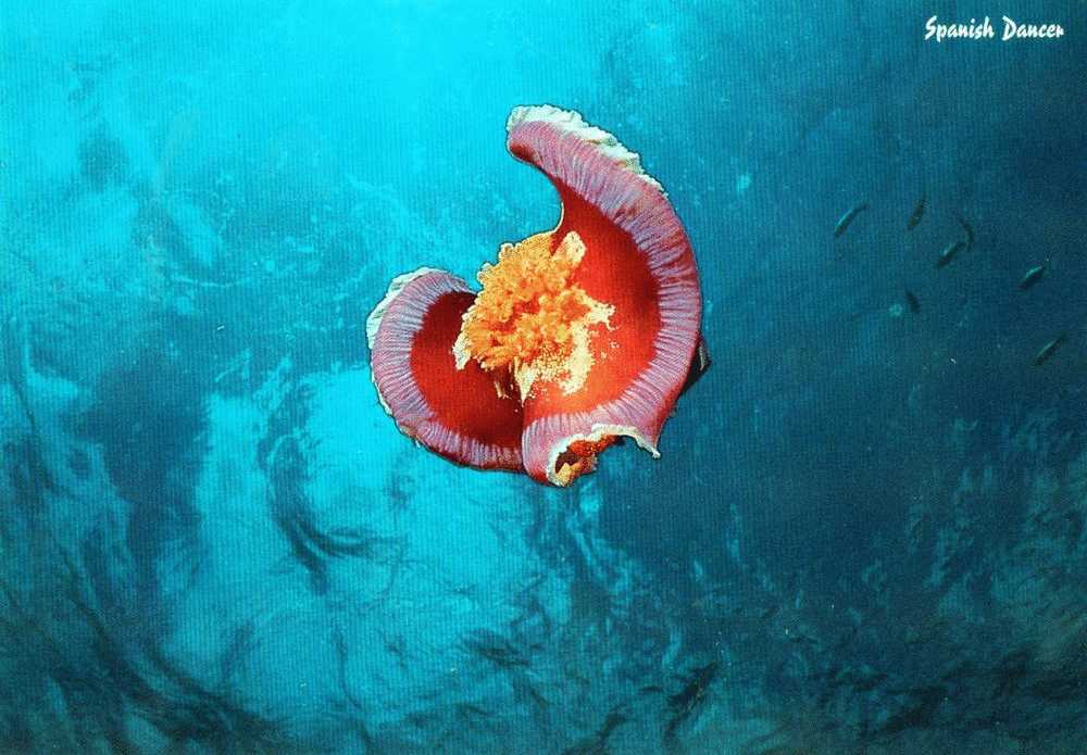 Australia Spanish Dancer -The Nudibranch Sea Slug Hexabranchus Sanguineus Unused - Fish & Shellfish