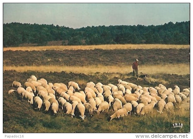 En Limousin : Pastorale Des Hauts Plateaux - Cap-théojac N° 23/432 (1981) [Agriculture - Elevage - Moutons - Troupeau] - Viehzucht