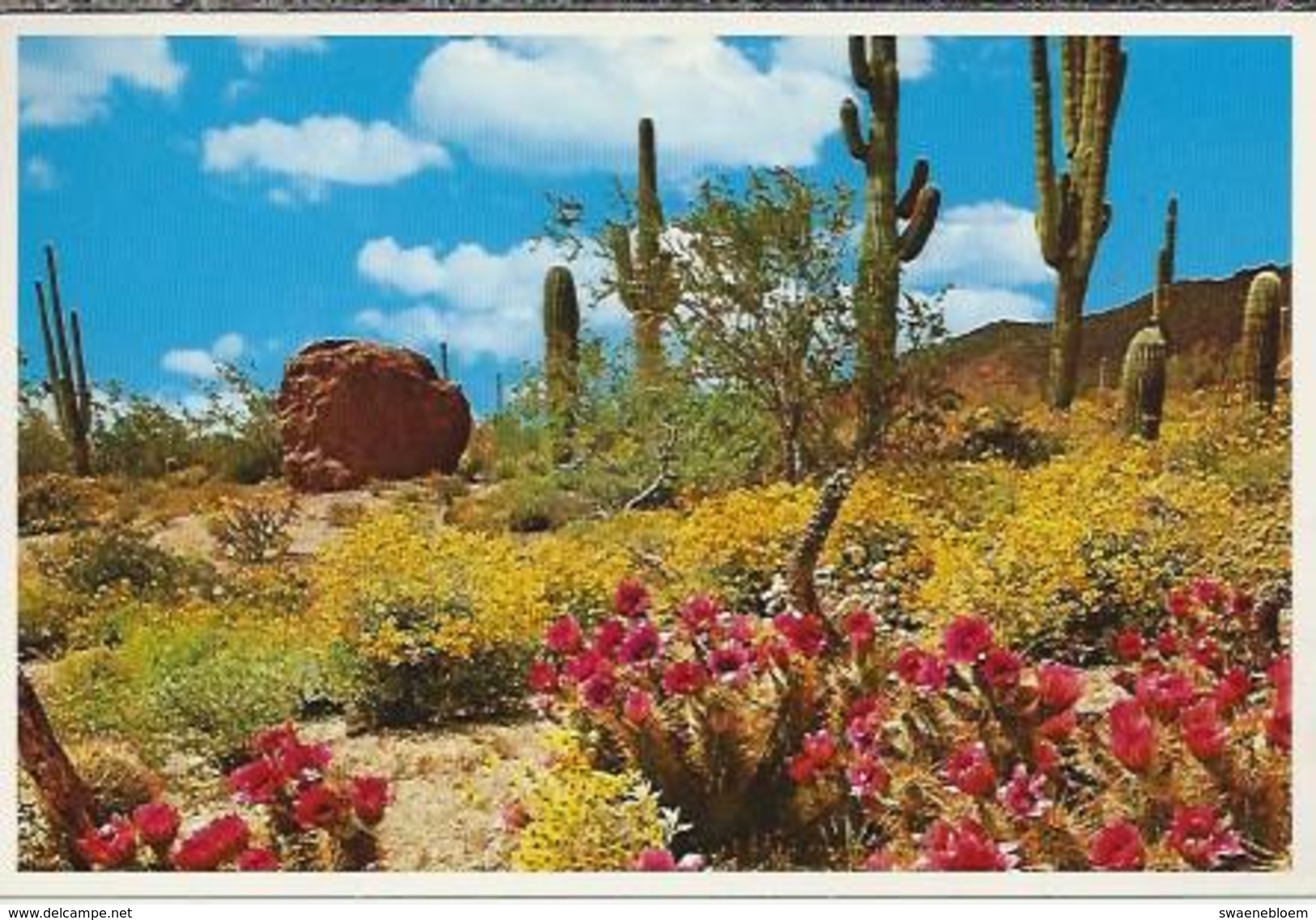 VS.- .Arizona. Spring In The Heart Of Dessertland. 2 Scans. - Cactussen