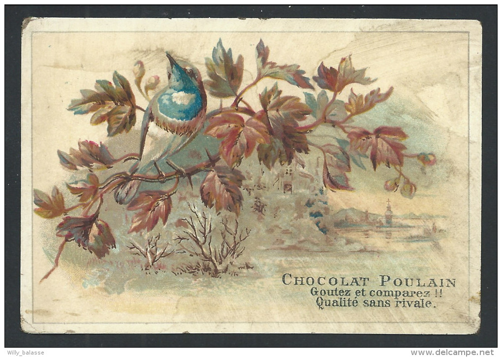 Ancien Chromo Publicitaire - CHOCOLAT POULAIN - Oiseau Bird  // - Poulain