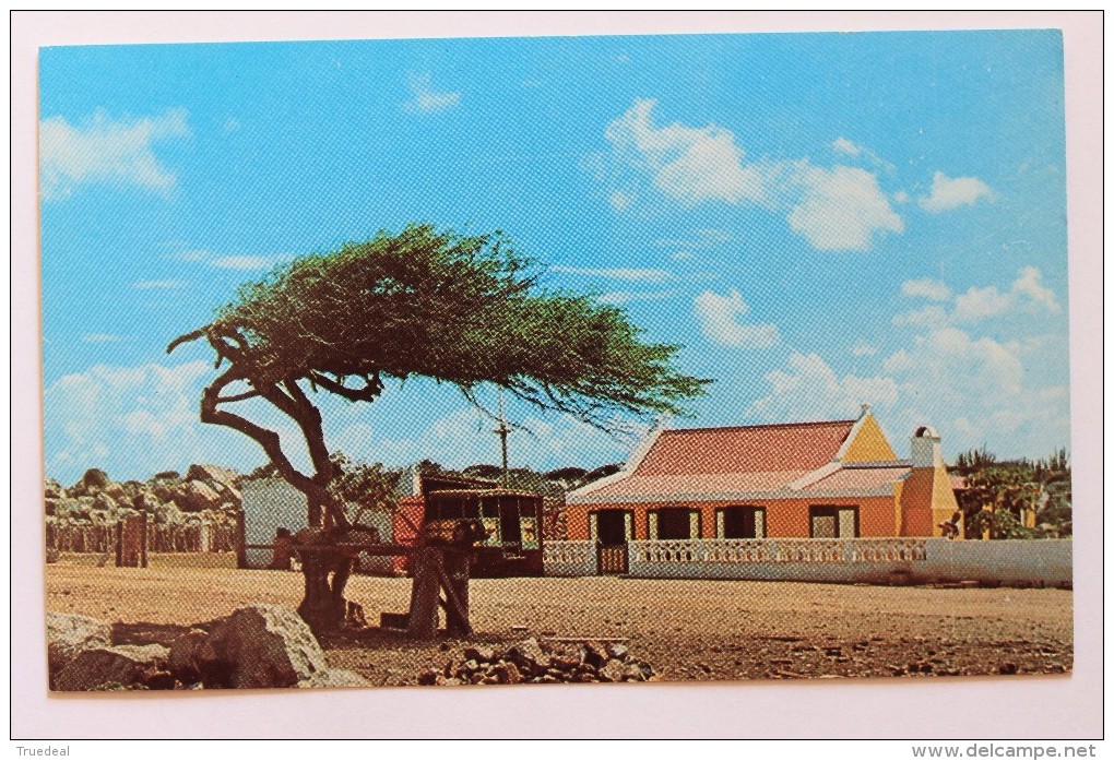 Divi-Divi-Tree With Cunucuhouse, Aruba, Netherland Antilles - Aruba