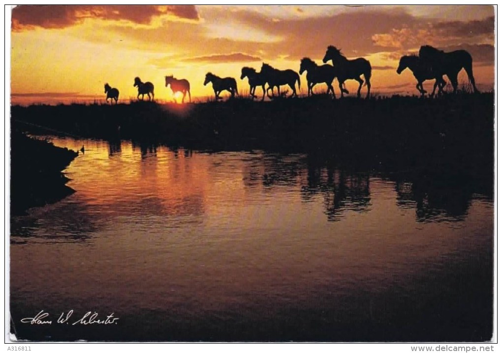 Cpsm   BEAU COUCHER DE SOLEIL - Chevaux