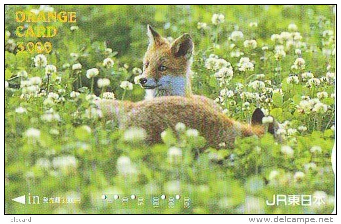 FOX RENARD FUCHS VOS Carte Prepayee (347) - Oerwoud