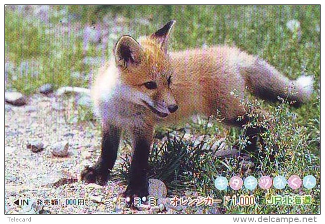 FOX RENARD FUCHS VOS Carte Prepayee (348) - Oerwoud
