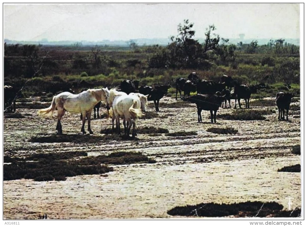 Cpsm   CAMARGUE TAURTEAUX NOIRS ET CHEVAUX BLANCS - Chevaux