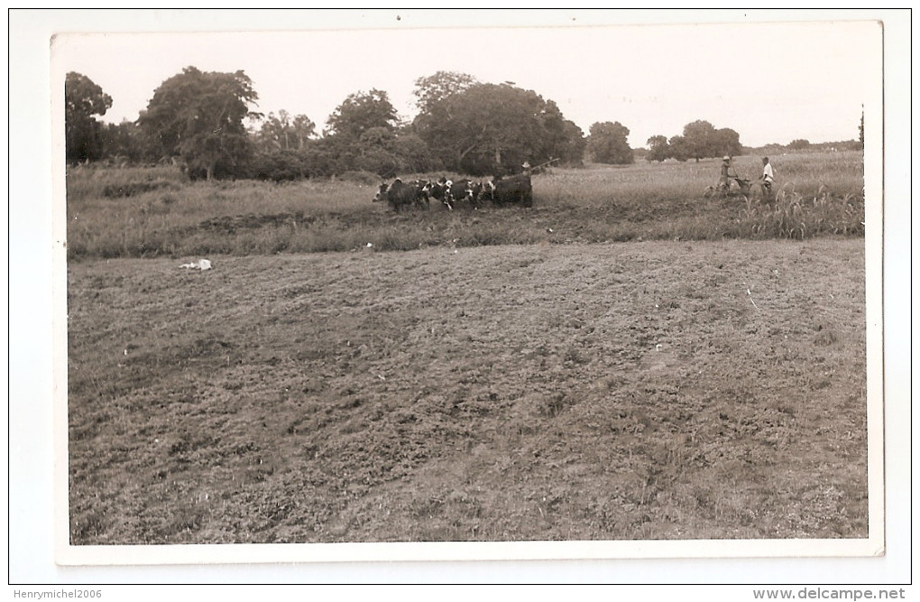 Madagascar - Zébus Zébu Agiculture Carte Photo Opticam B743 Tananarive - Madagaskar