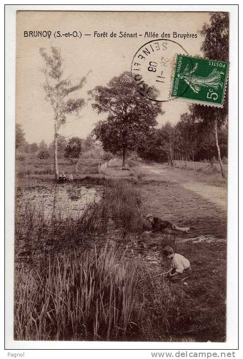 91 : Brunoy : Forêt De Sénart - Allée Des Bruyères - Brunoy