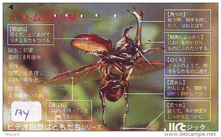 BUG Punaise KEVER Insect (134) - Altri & Non Classificati