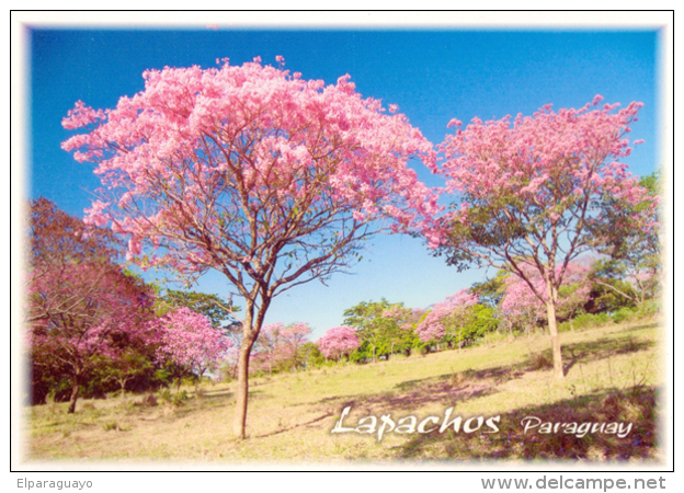 POSTAL PARAGUAY EL LAPACHO ROSADO - Paraguay