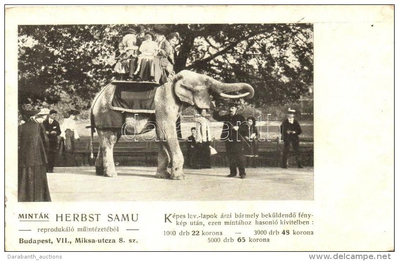 ** T2/T3 Budapest XIV. Állatkert, Elefánt; Képeslap Herbst Samu Reprodukáló... - Unclassified
