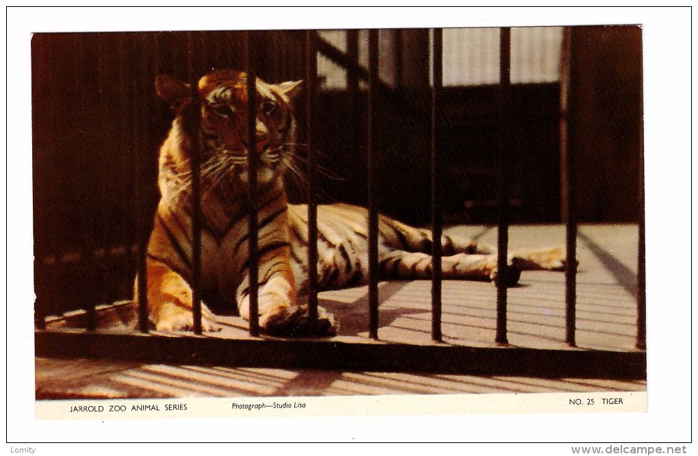 Felin Tigre Jarrold Zoo Tiger - Tijgers