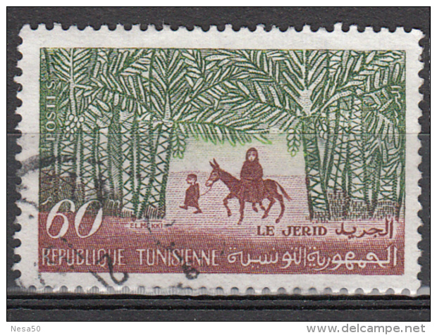 Tunesie 1959 Mi Nr 535 Djerid, Animal  Ezel, Donkey - Tunisia (1956-...)