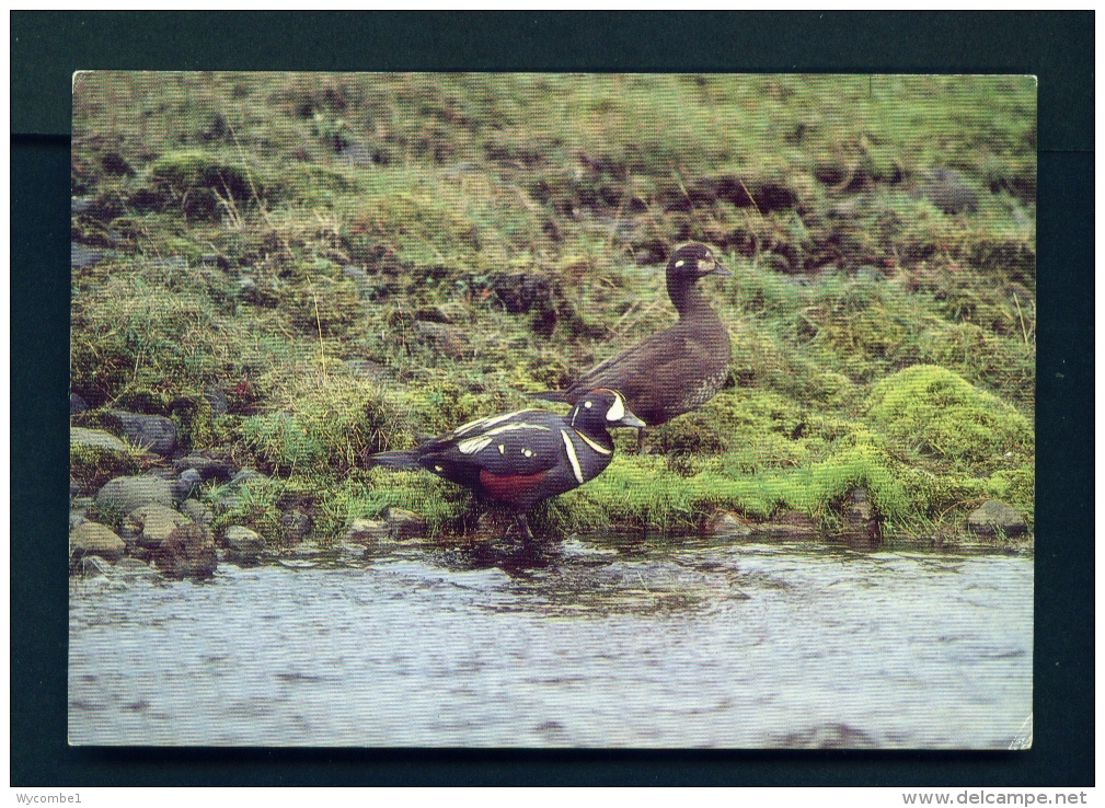 ICELAND  -  Birds  Harlequin Duck  Unused Postcard - Iceland