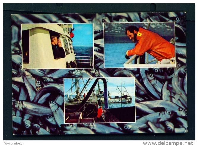 ICELAND  -  Capelin Fishing  Unused Postcard - Iceland